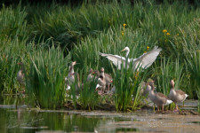 Grote Zilverreiger