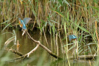 IJsvogel