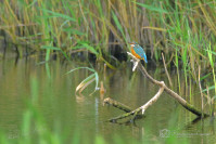 IJsvogel