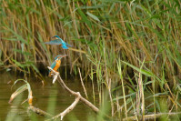 IJsvogel