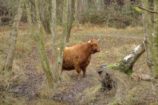 Schotse hooglander