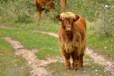 Schotse hooglander