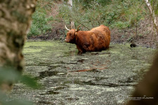 Schotse hooglander