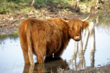 Schotse hooglander