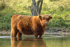 Schotse hooglander