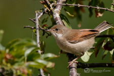 Grasmus