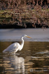 Grote Zilverreiger