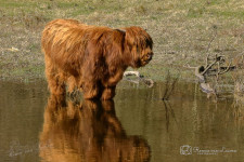 Schotse hooglander
