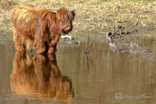 Schotse hooglander