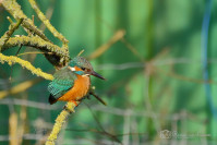 IJsvogel