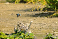 IJsvogel