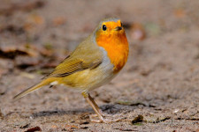 Roodborst