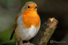 Roodborst