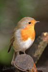 Roodborst