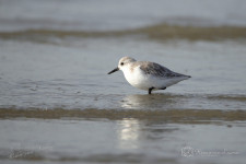 Drieteenstrandloper