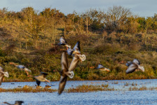 Grauwe Gans