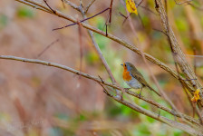 Roodborst