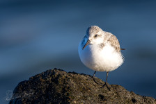 Drieteenstrandloper