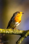 Roodborst