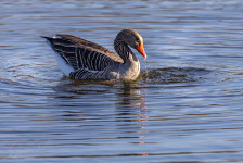 Grauwe gans