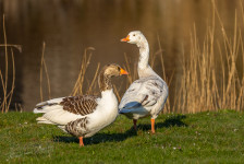 Parkgans