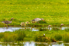 Grauwe gans
