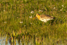 Grutto