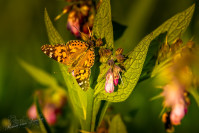 Distelvlinder (Vanessa cardui)