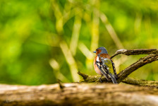Vink