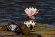 Roze waterlelie