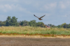 Bruine Kiekendief