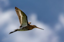 Grutto