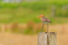 Grutto