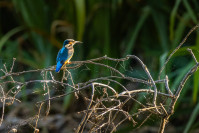 IJsvogel, Kingfisher (Alcedo atthis)