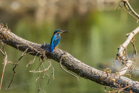 IJsvogel, Kingfisher (Alcedo atthis)