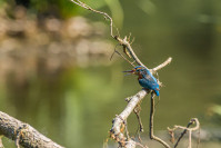 IJsvogel, Kingfisher (Alcedo atthis)