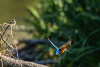 IJsvogel, Kingfisher (Alcedo atthis)