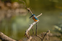 IJsvogel, Kingfisher (Alcedo atthis)