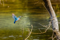 IJsvogel, Kingfisher (Alcedo atthis)