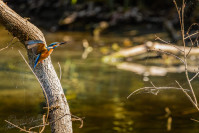 IJsvogel, Kingfisher (Alcedo atthis)