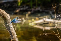 IJsvogel, Kingfisher (Alcedo atthis)