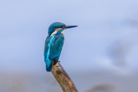 IJsvogel, Kingfisher (Alcedo atthis)