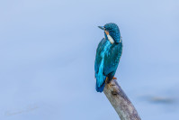 IJsvogel, Kingfisher (Alcedo atthis)