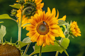 Zonnebloem met Aardhommel