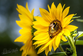 Zonnebloem met Aardhommel