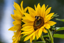 Aardhommelgroep & Zonnebloem