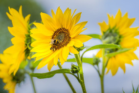 Zonnebloem met Aardhommel