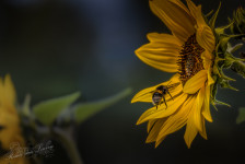 Aardhommelgroep & Zonnebloem