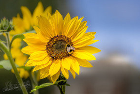 Zonnebloem met Aardhommel