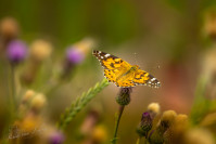 Distelvlinder (Vanessa cardui)